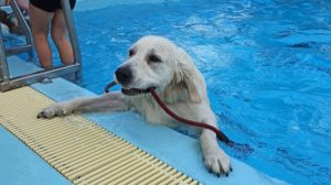 A dog works its way out of the pool