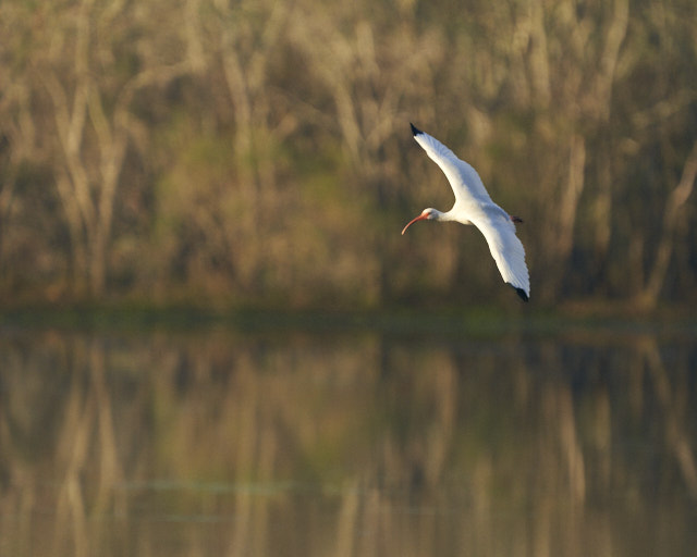 In Praise of Wildlife