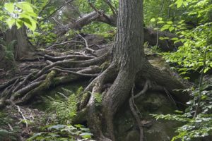 Tree roots supply life giving nutrients and make the tree resilient